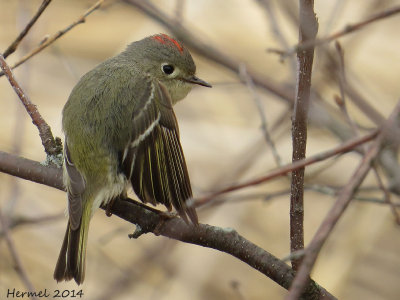 Roitelet  couronne rubis - Ruby-crowned Kinglet