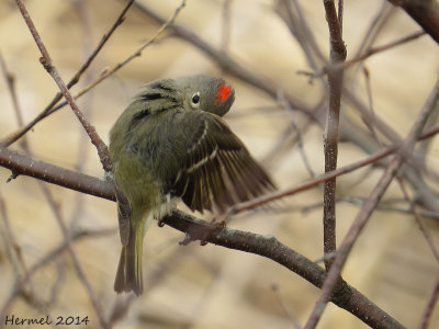 Roitelet  couronne rubis - Ruby-crowned Kinglet