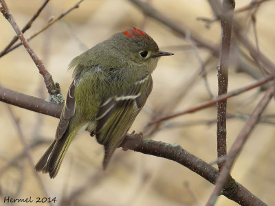 Roitelet  couronne rubis - Ruby-crowned Kinglet