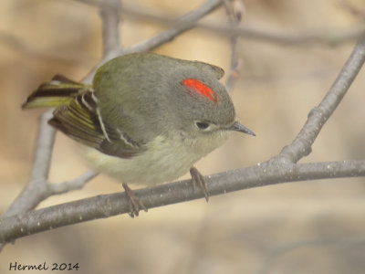 Roitelet  couronne rubis - Ruby-crowned Kinglet