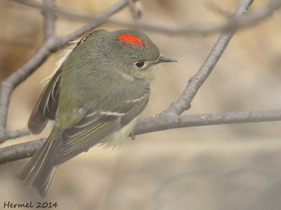 Roitelet  couronne rubis - Ruby-crowned Kinglet