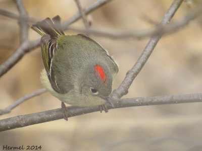 Roitelet  couronne rubis - Ruby-crowned Kinglet