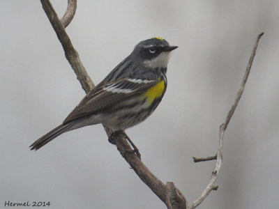 Paruline à croupion jaune - Yellow-rumped Warbler