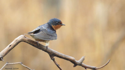 Hirondelle rustique - Barn Swallow