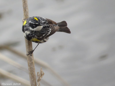 Paruline à croupion jaune - Yellow-rumped Warbler