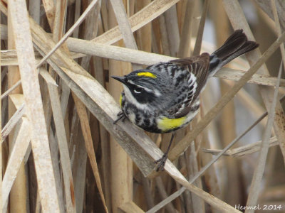 Paruline à croupion jaune - Yellow-rumped Warbler