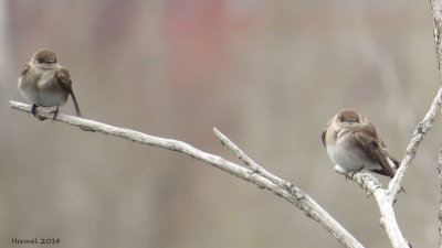 Hirondelle à ailes hérissées - Northern rough-winged Swallow