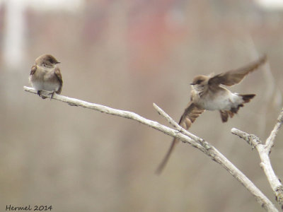 Hirondelle à ailes hérissées - Northern rough-winged Swallow