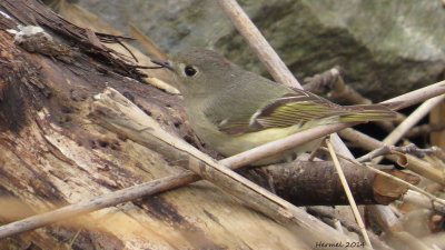 Roitelet à couronne rubis - Ruby-crowned Kinglet