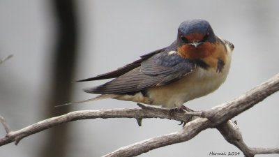 Hirondelle rustique - Barn Swallow