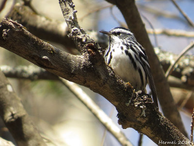 Paruline noir et blanc - Black and white Warbler