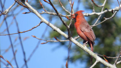Cardinal rouge - Northern Cardinal