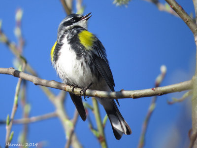 Paruline à croupion jaune - Yellow-rumped Warbler