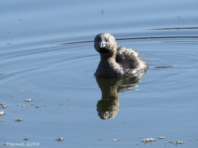Grèbe à bec bigarré - Pied-billed Grebe