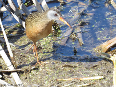 Râle de Virginie - Virginia Rail