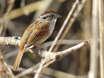 Bruant des marais - Swamp Sparrow
