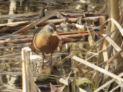 Râle de Virginie - Virginia Rail