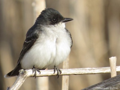 Tyran tritri - Eastern Kingbird