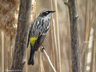 Paruline à croupion jaune - Yellow-rumped Warbler