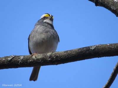 Bruant à gorge blanche - White-throated Sparrow