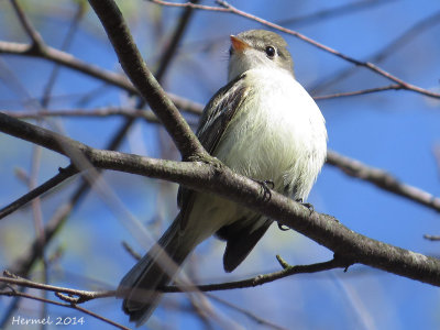 Moucherolle tchébec - Least Flycatcher