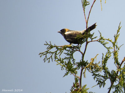 Goglu des prés - Bobolink