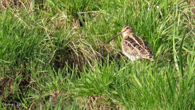 Bécassine de Wilson - Wilson's Snipe