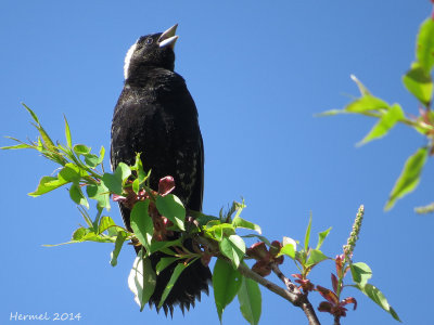 Goglu des prés - Bobolink