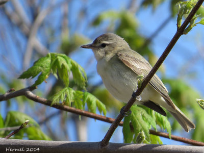 Viréo mélodieux - Warbling Vireo