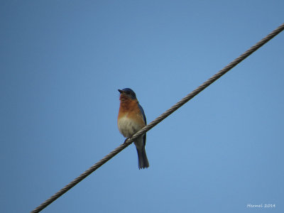 Merlebleu de l'est - Eastern Bluebird