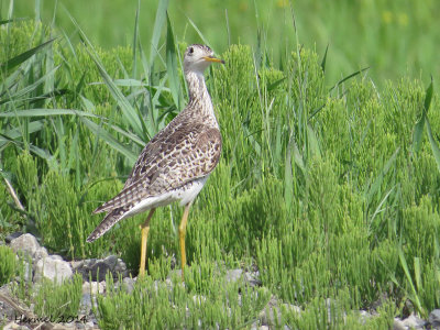 Maubèche des champs - Upland Sandpiper
