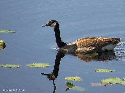 Bernache du Canada - Canada Goose