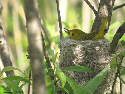 Paruline jaune - Yellow Warbler