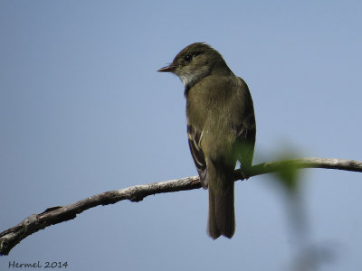 Moucherolle tchébec - Least Flycatcher