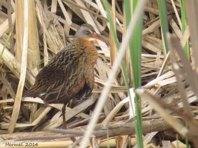 Râle de Virginie - Virginia Rail