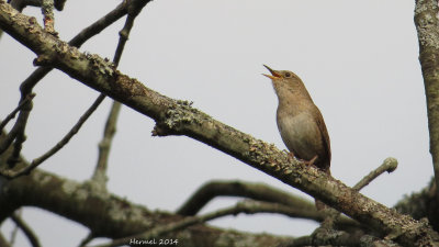 Troglodyte familier - House Wren