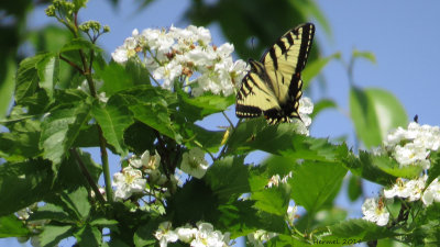 Papillon tigré du Canada - Papilio canadensis - Canadian tiger swallowtail