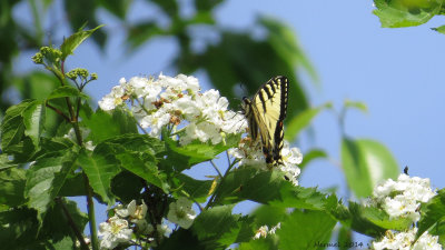 Papillon tigré du Canada - Papilio canadensis - Canadian tiger swallowtail