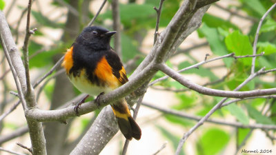 Paruline flamboyante - American Redstart