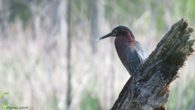 Héron vert - Green Heron