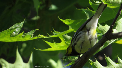Paruline à gorge noire - Black-throated green Warbler