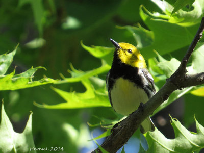 Paruline à gorge noire - Black-throated green Warbler