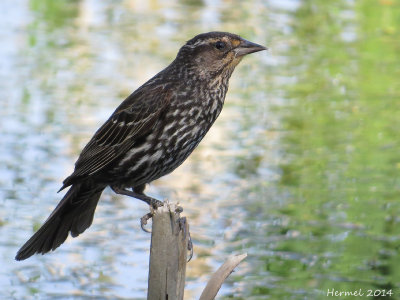 Carouge à épaulettes - Red-winged Blackbird