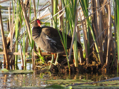 Gallinule - Common Moorhen
