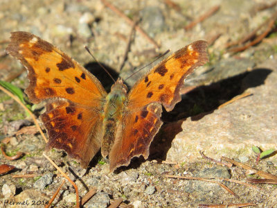 Polygone virgule -#4421 - Eastern Comma -Polygonia Comma