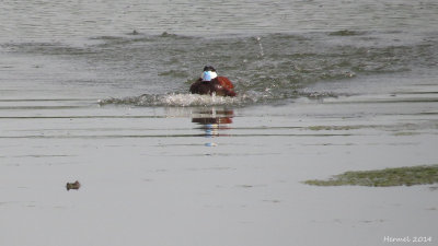 rismature rousse - Ruddy Duck