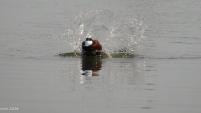 rismature rousse - Ruddy Duck