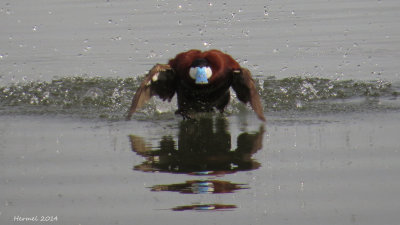 rismature rousse - Ruddy Duck