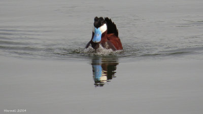 rismature rousse - Ruddy Duck