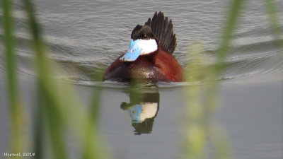 rismature rousse - Ruddy Duck